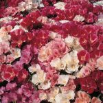 Seminte de flori Godetia Grandiflora Tall Double Mixed