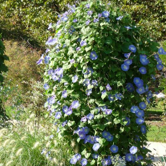 Seminte de flori Ipomoea Tricolor Heavenly Blue
