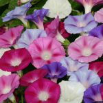 Seminte de flori Ipomoea Lazy Luke Mixed