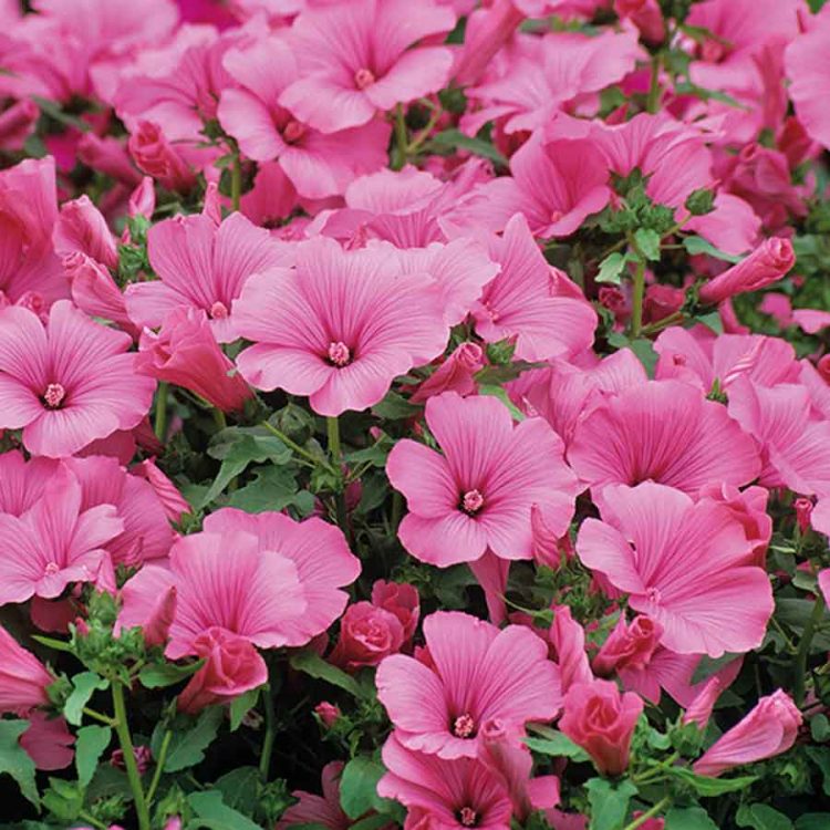 Seminte de flori Lavatera Trimestris Loveliness