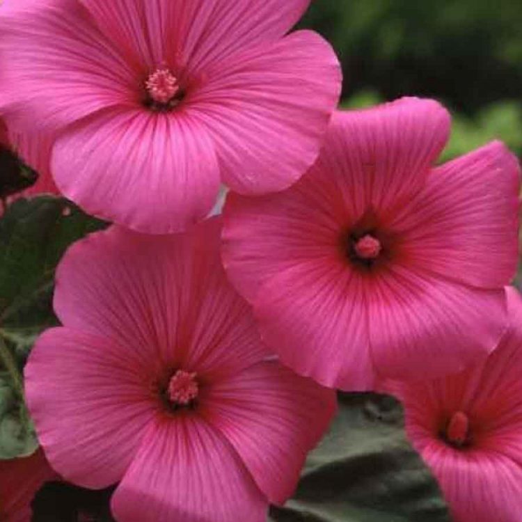 Seminte de flori Lavatera Trimestris Loveliness