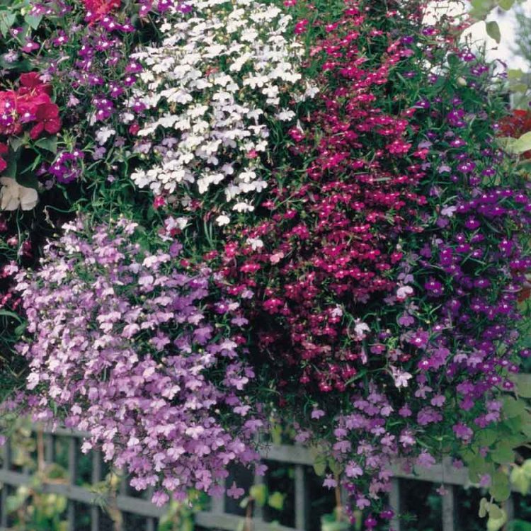 Seminte de flori Lobelia Pendula Cascade Mixed