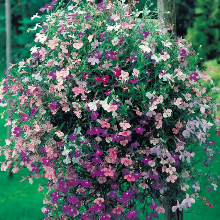 Seminte de flori Lobelia Pendula Cascade Mixed