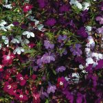Seminte de flori Lobelia Pendula Cascade Mixed