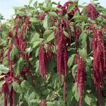 Seminte de flori Love Lies Bleeding Amaranthus Caudatus