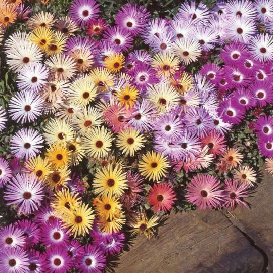 Seminte de flori Mesembryanthemum Kings Sunshine Mix
