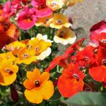 Seminte de flori Nemesia Strumosa Carnival Mixed