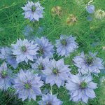 Seminted e flori Nigella Miss Jekyll