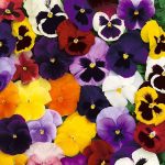 Seminte de flori Pansy Winter Flowering Mixed
