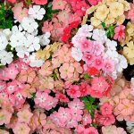 Seminte de flori Phlox Coral Reef