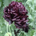 Seminte de flori Poppy Papaver Black Peony