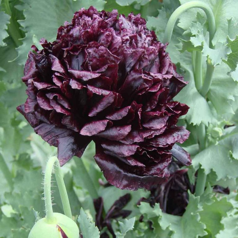 Pavot à Opium White Cloud (Papaver Somniferum - Foto 2