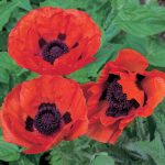 Seminte de flori Poppy Papaver Brilliant
