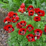 Seminte de flori Poppy Papaver Ladybird
