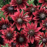 Seminte de flori Rudbeckia Cherry Brandy