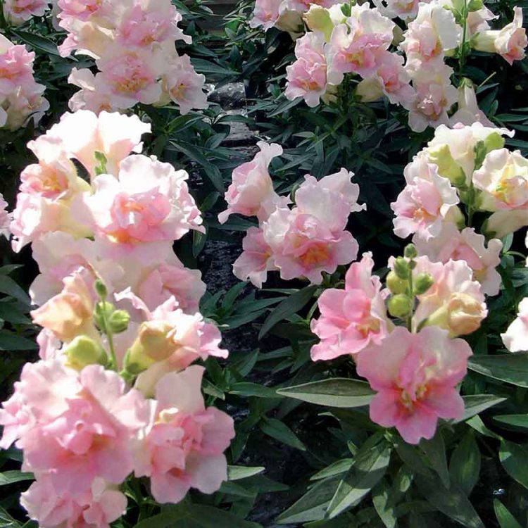 Seminte de flori Antirrhinum Twinny Appleblossom F1