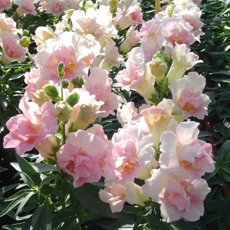 Seminte de flori Antirrhinum Twinny Appleblossom F1