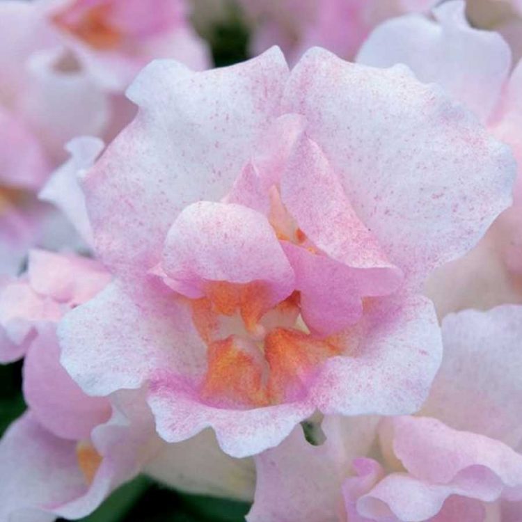 Seminte de flori Antirrhinum Twinny Appleblossom F1