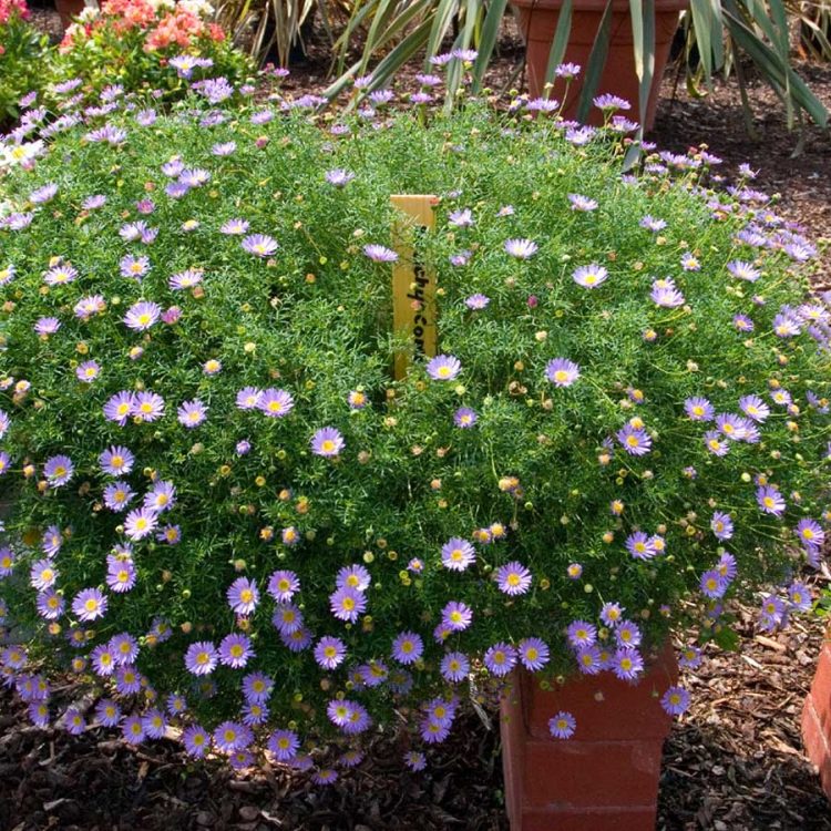 Seminte de flori Brachycome Iberidifolia Blue Splendour