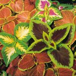 Seminte de flori Coleus Top Crown
