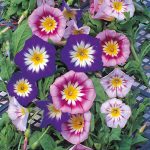 Seminte de flori Convolvulus Minor Tricolour