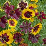Seminte de flori Coreopsis Hybrida Incredible Dwarf Mixed