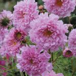 Seminte de flori Cosmos Bipinnatus Double Click Rose Bonbon