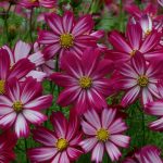 Seminte de flori Cosmos Bipinnatus Cosimo Purple Red-White
