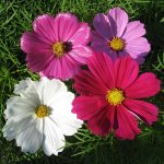 Seminte de flori Cosmos Bipinnatus Sensation Mix