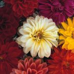 Seminte de flori Dahlia Unwins Dwarf Hybrids