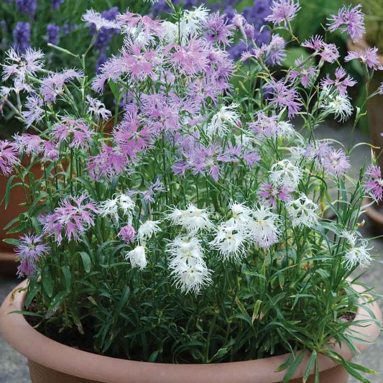 Seminte de flori Dianthus Hybridus Rainbow Loveliness