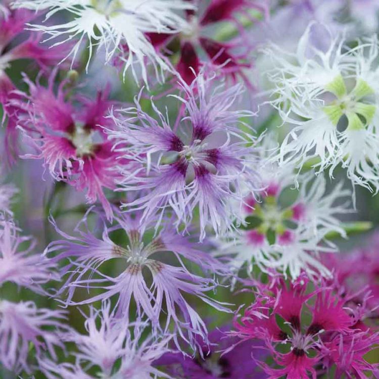 Seminte de flori Dianthus Hybridus Rainbow Loveliness
