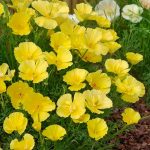 Seminte de flori Eschscholtzia Butter Bush