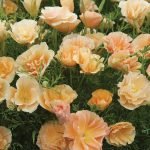 Seminte de flori Eschscholtzia Peach Sorbet