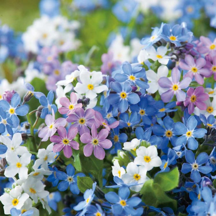 Seminte de flori Forget Me Not Myosotis Victoria Mix