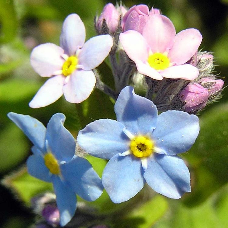 Seminte de flori Forget Me Not Myosotis Victoria Mix