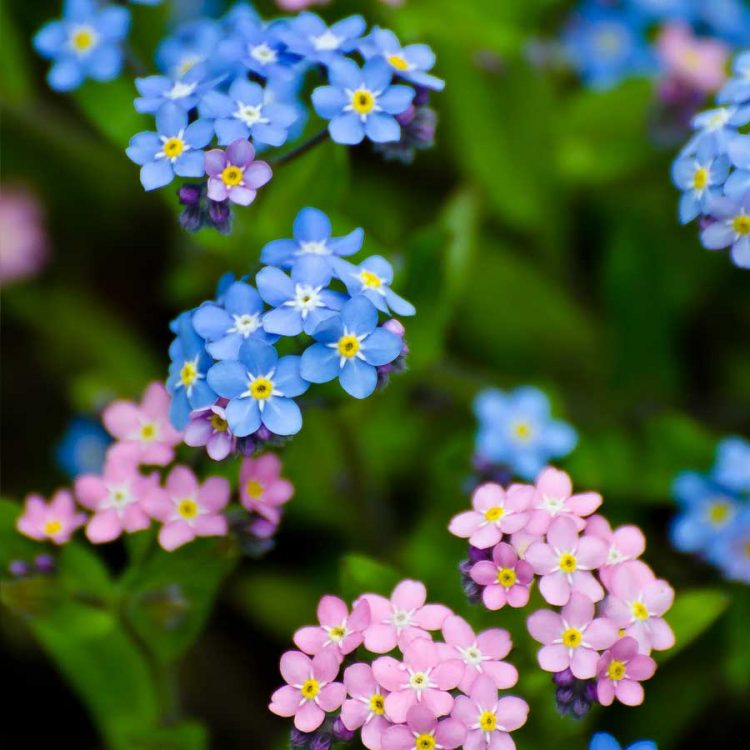 Seminte de flori Forget Me Not Myosotis Victoria Mix