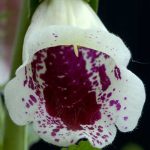 Seminte de flori Foxglove Digitalis Pam’s Chioce