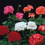 Seminte de flori Geranium Paintbox F2