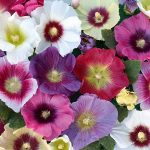 Seminte de flori Hollyhock Halo Mixed
