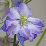 Seminte de flori Larkspur Fancy Purple Picotee