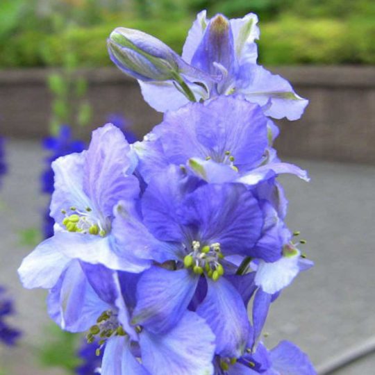 Seminte de flori Larkspur Fancy Purple Picotee