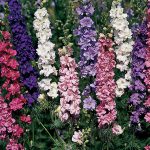 Seminte de flori Larkspur Sublime Mixed