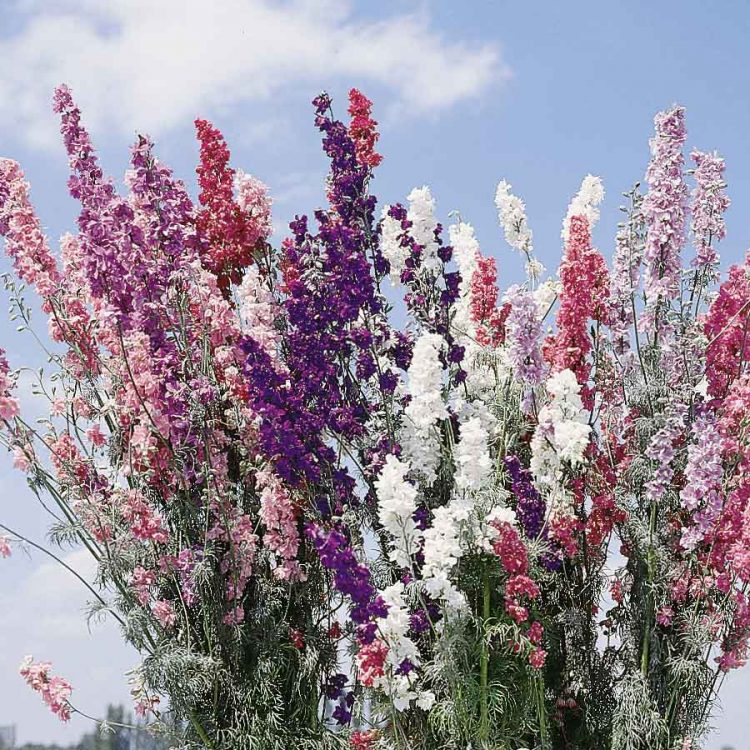 Seminte de flori Larkspur Sublime Mixed