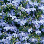 Seminte de flori Lobelia Cambridge Blue