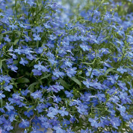 Seminte de flori Lobelia Cambridge Blue