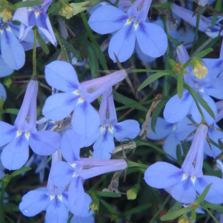 Seminte de flori Lobelia Cambridge Blue