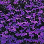 Seminte de flori Lobelia Crystal Palace