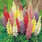 Seminte de flori Lupin Russell Hybrids Mixed