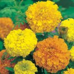 Seminte de flori Marigold African Crackerjack